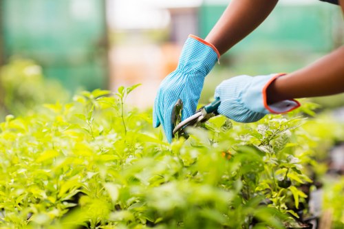 Professional gardening services in Pentonville for urban outdoor spaces