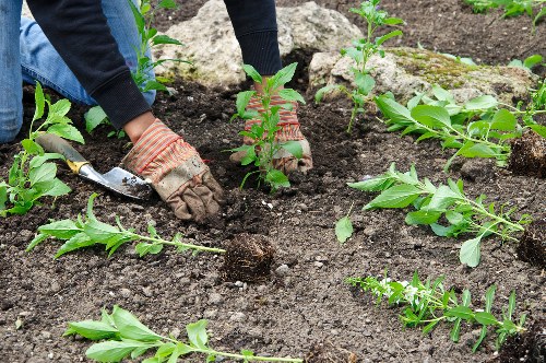 Professional garden maintenance and plant care in Pentonville